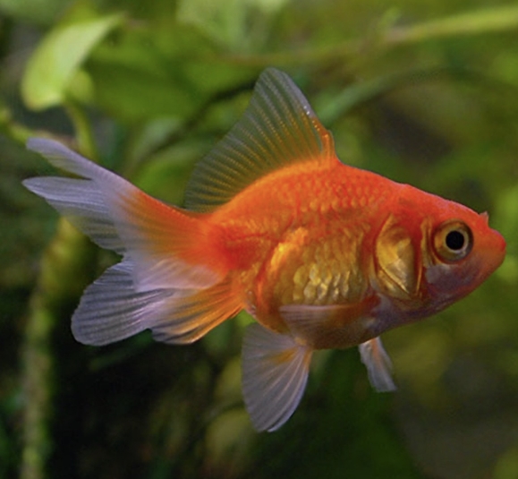 Goldfish